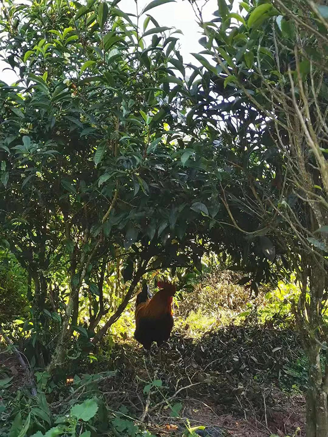 困鹿山普洱茶古茶园