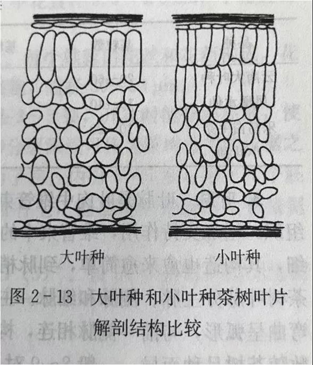 大叶种与小叶种结构