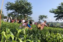 茶圣陆羽写《茶经》对云茶的缺憾「老包说茶」