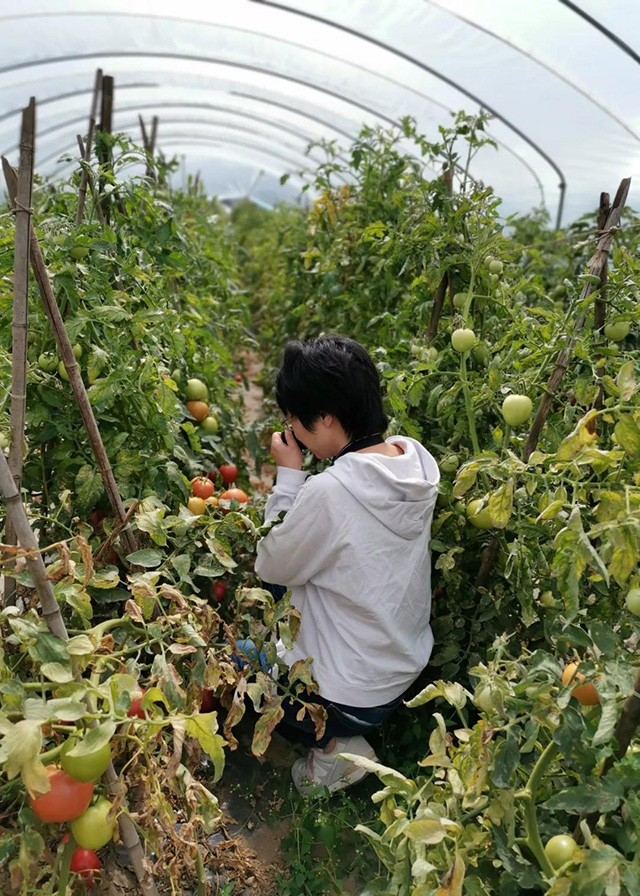 JoJo在番茄种植基地探访