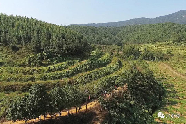 新会柑果种植基地