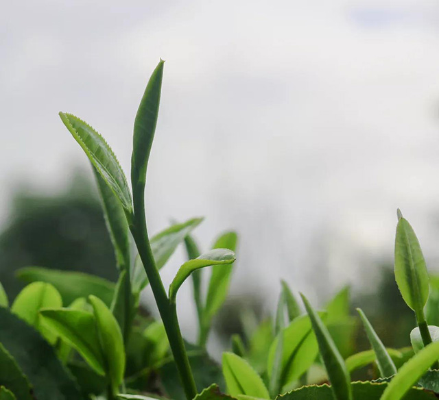 时木茶园