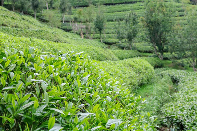 时木茶园