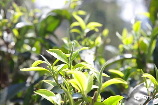 茶树鲜叶