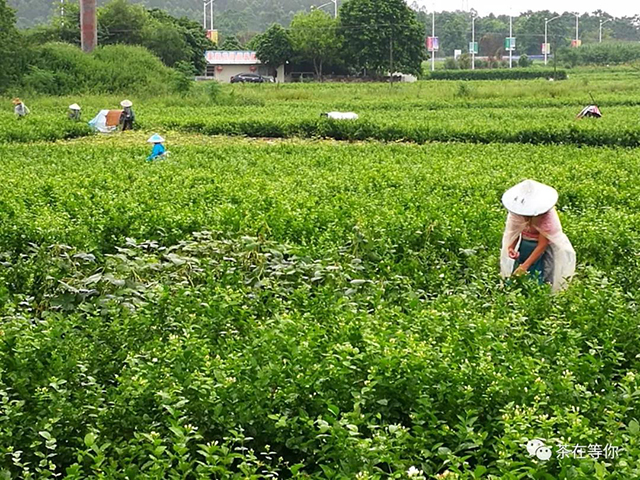 茉莉花茶