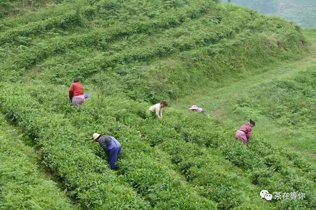 坦洋工夫红茶