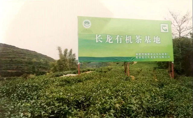 位于福建省福鼎市东方红茶场的长龙有机茶基地