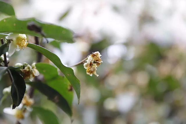 茶树茶花