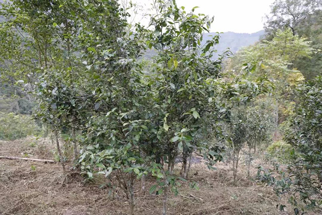 革登古茶山撬头山茶园