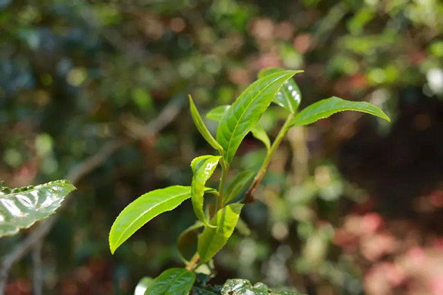 茶树芽叶