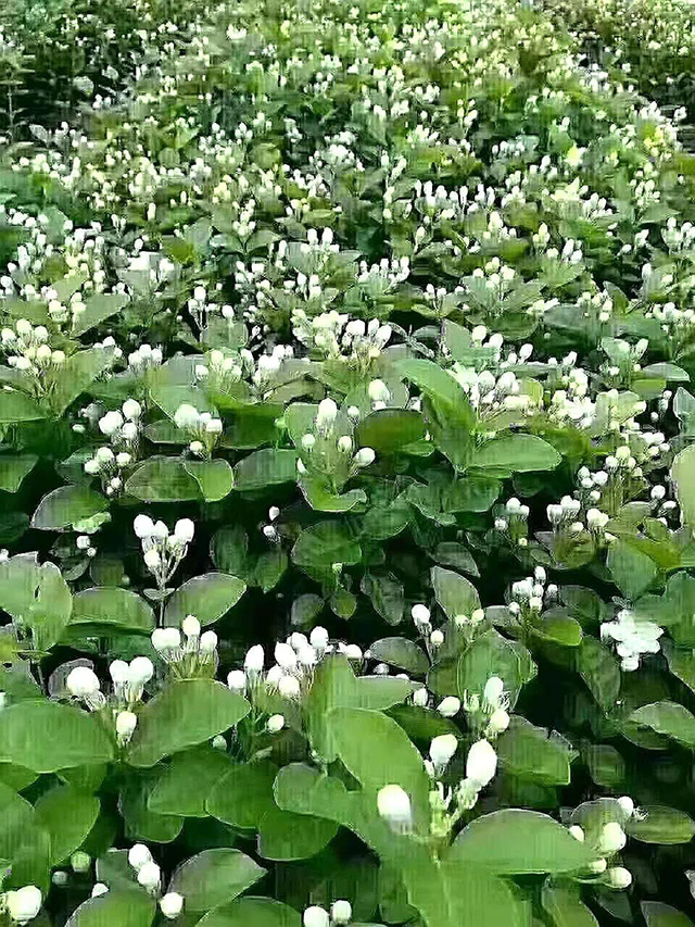 福香春广西横县茉莉花基地