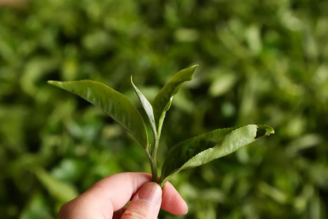 老班章普洱茶村故事