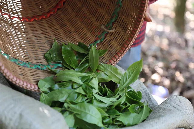 老班章普洱茶鲜叶