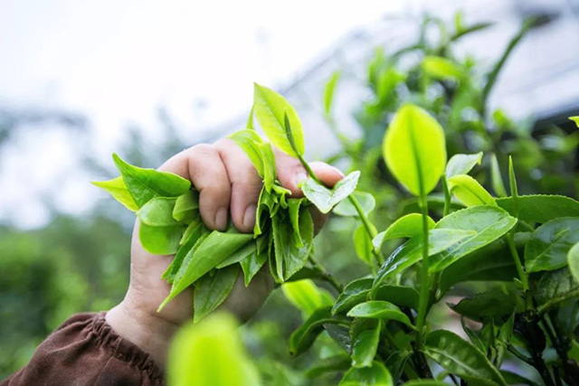 普洱茶芽叶