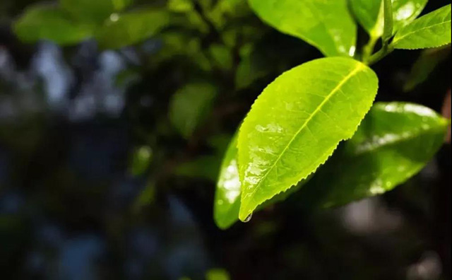 普洱茶芽叶