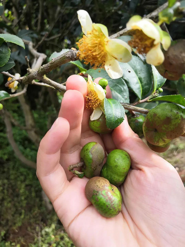 茶花和茶果