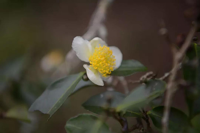 茶花