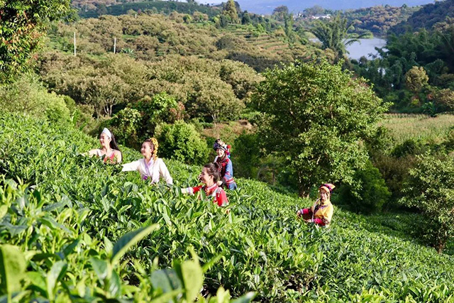 普洱茶鲜叶采摘