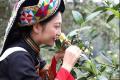 茶叶大数据：茶资源分布情况「老包说茶」