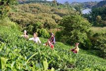 古普洱府附近为何少有古茶树？「老包说茶」