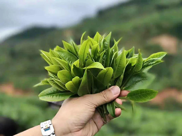 津乔普洱茶鲜叶