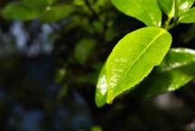 云南农大首次发现：茶叶具有防治新冠病毒感染的潜力