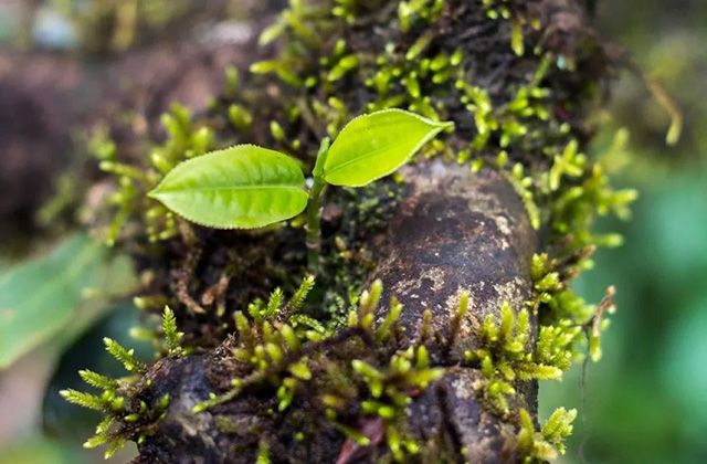 古茶树