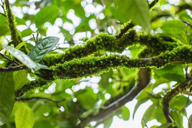 千年野生古茶树