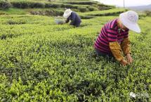 2020年，如何激发白茶市场大潜能？