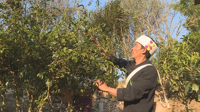 景迈春茶开采上市