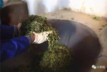 普洱茶新的机会在哪？如何激发白茶市场潜力？