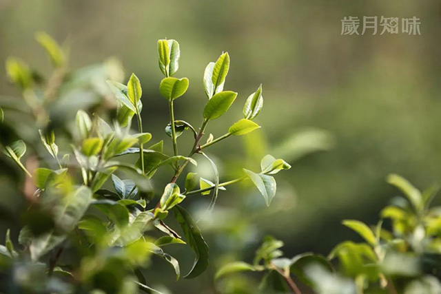 岁月知味争春系列普洱茶新品