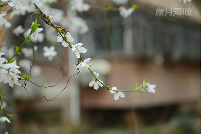 岁月知味争春系列普洱茶新品