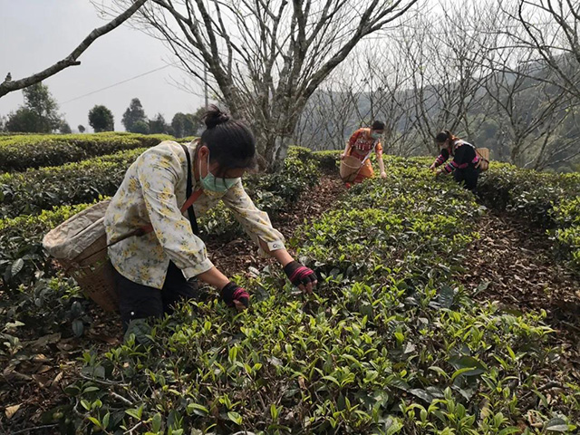 茶山包忠华拍摄