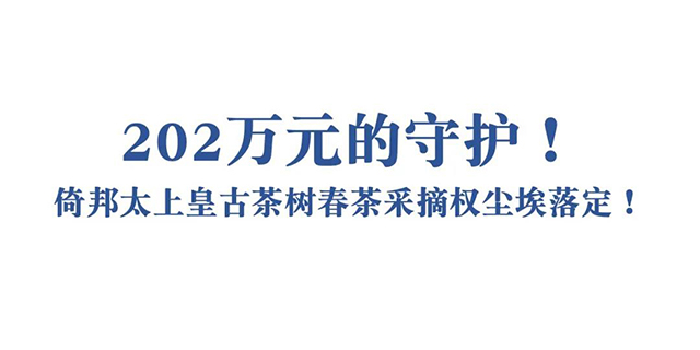 倚邦古树单株春茶采摘权以202万成交