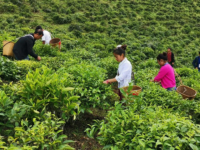 勐海茶叶采摘
