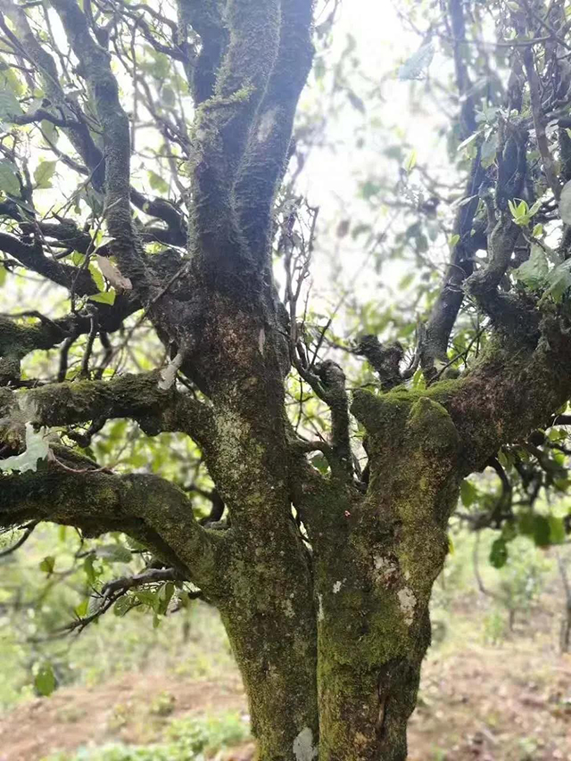 绿水塘古树茶刚冒芽