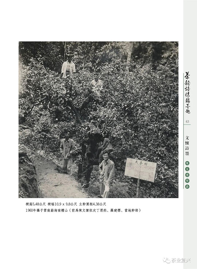 陈文怀丁渭然等在1960年在南糯山茶王树前