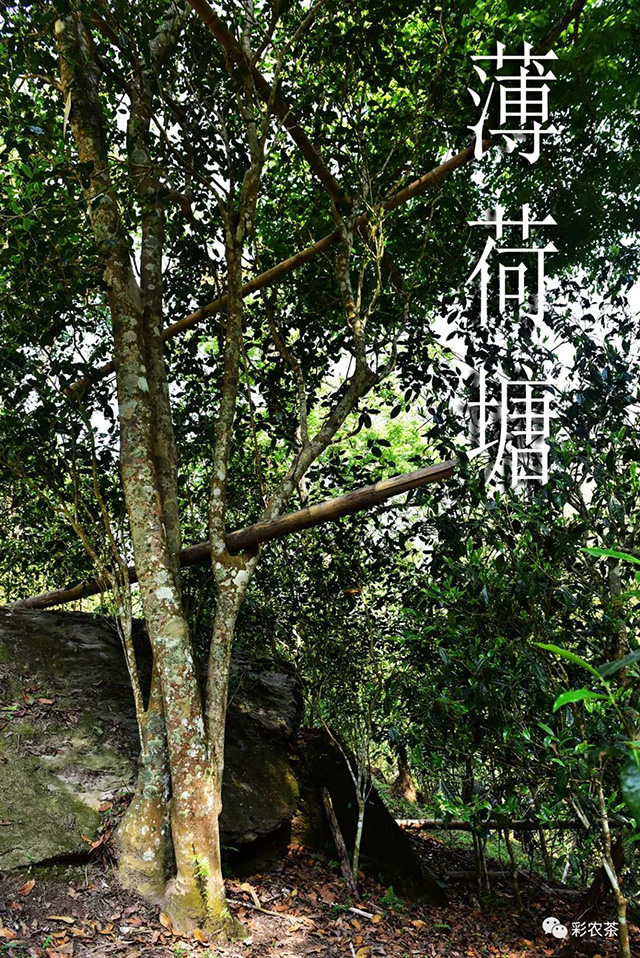 彩农茶