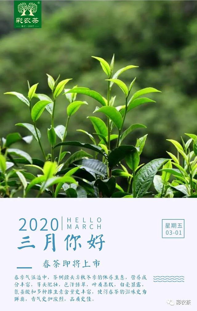 彩农茶2020年春勐海小饼