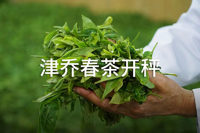 津乔普洱茶