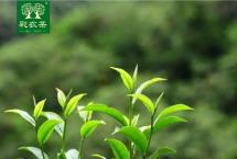 彩农茶2020年春勐海小饼，带给你勐海春天的气息