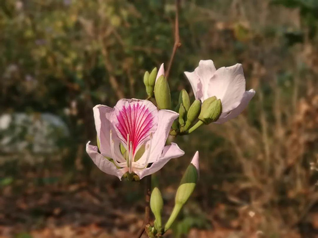 明泽茶仓野果野菜野花