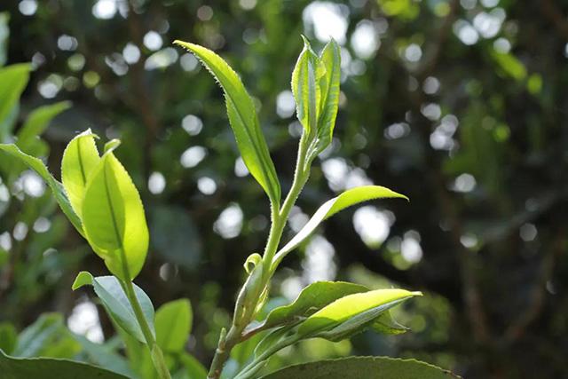 彤掌柜茶业普洱茶