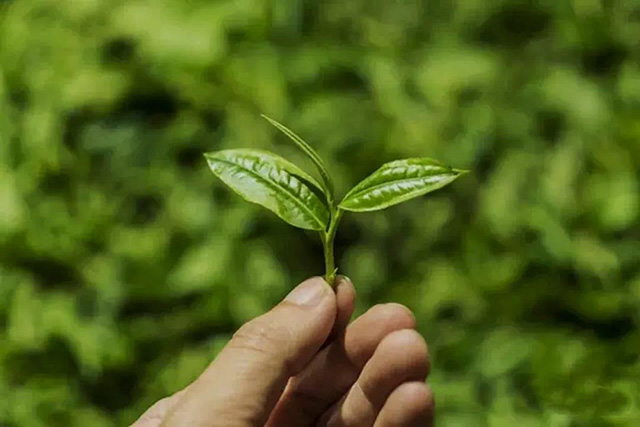 津乔普洱觉知普洱茶