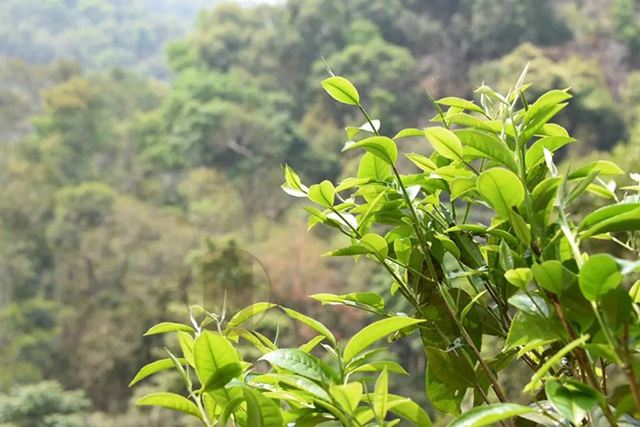 锦地普洱茶