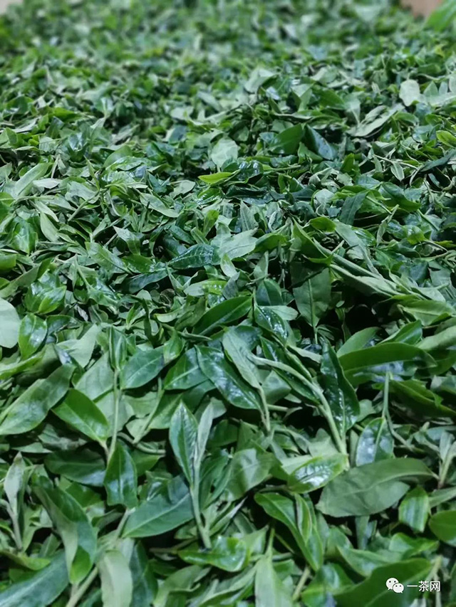 帕沙古茶山茶农二大的朋友圈