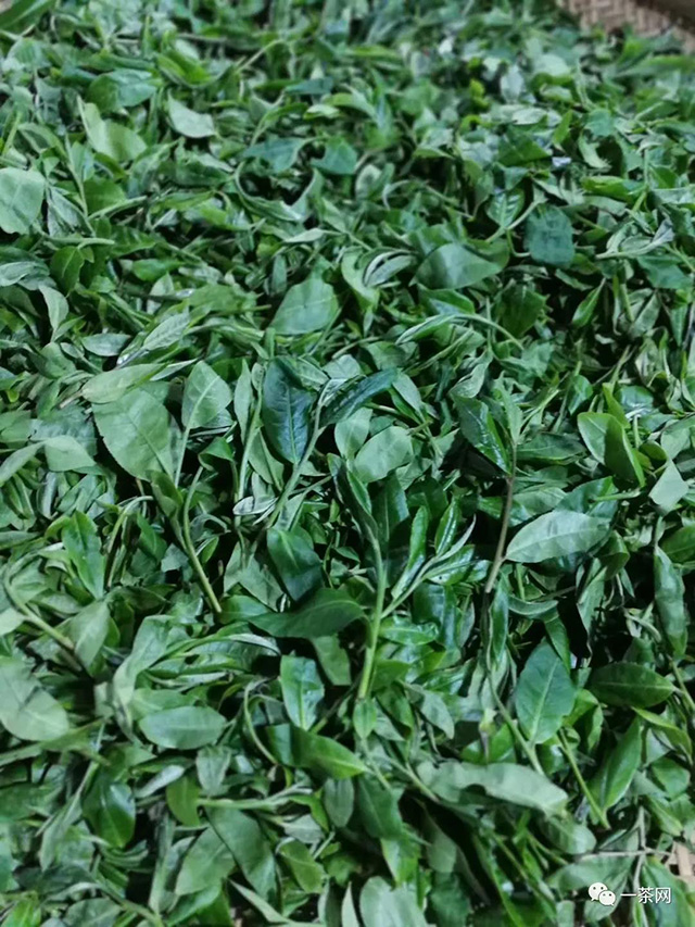 帕沙古茶山茶农二大的朋友圈