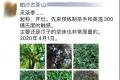 帕沙古茶山茶农二大的朋友圈：这组图片告诉你，好茶得之不易