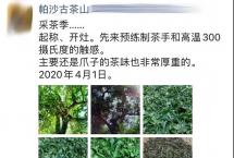 帕沙古茶山茶农二大的朋友圈：这组图片告诉你，好茶得之不易